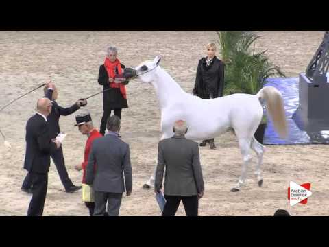 N.27 NESJ EL DAIKHIMA - Paris 2015 - Fillies 2-3 years old (Class CM2 A)