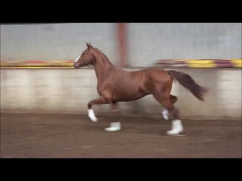 2,5yrs old stallion by Escolar