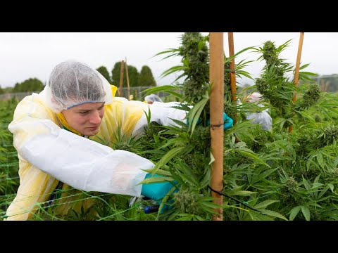WeedMD harvesting 11 hectares of marijuana