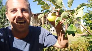 תפוח ענה בעציץ גדול במרפסת או בגינה פרטית