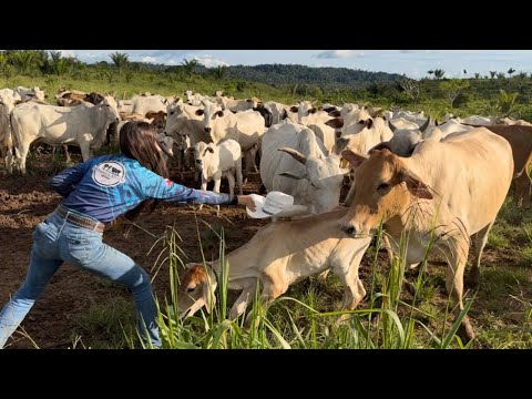 IT WAS THE WAY TO FACE THE WILD COWS 😰