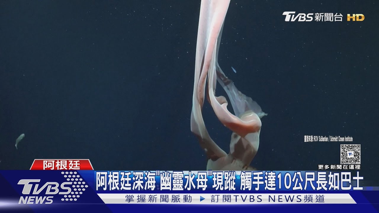 深海驚現10公尺幽靈水母!傘狀藍粉身體夢幻 28新物種曝光