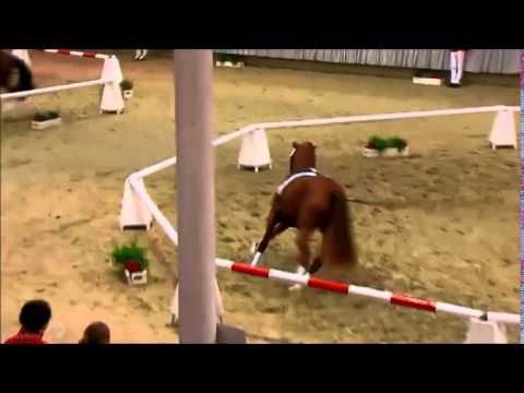 Viva Westfalia, Junghengst von Vitalis x Fürst Heinrich x Charmant AA