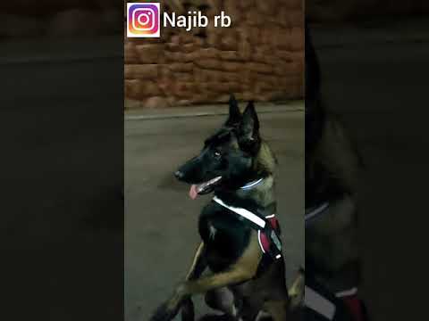 un bon dressage de chien malinois تدريب رهيب لكلب المالنوا البلجيكي 🔥🔥 #malinois