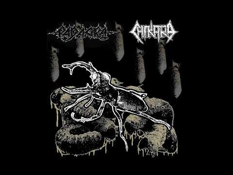 Padagra / Chikara - Split [2018]