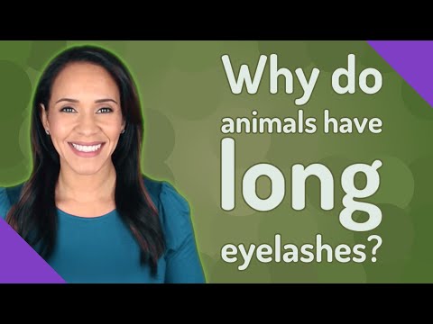 Why do animals have long eyelashes?