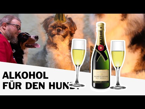 Alkohol zur Beruhigung für den Hund an Silvester 😳