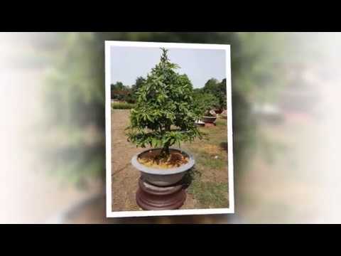 MAI VÀNG GHÉP 4,5 MÙA - HOÀNH 33CM - CAO 1,3M - SỐ 9