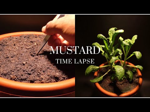 Growing Mustard From Seed Time Lapse. 47 Days in 4K.