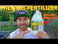 This Fertilizer Is My SECRET WEAPON For A Healthy Productive Garden