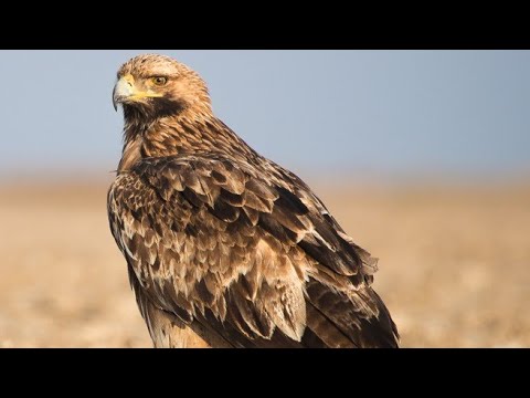 ORAO KRSTAŠ - NAJZANIMLJIVIJE ČINJENICE