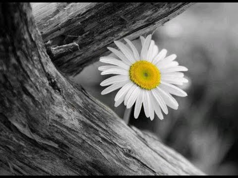 Željko Joksimović - Završna pesma