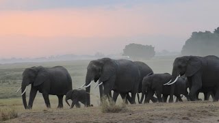 ELEPHANTS OF EAST AFRICA - RIPPER FILMS