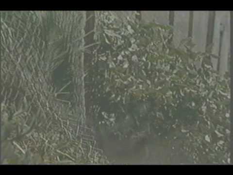 SOF, Inc. - Missing in Action - Rough