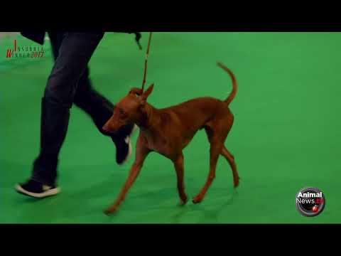 International Varese "Insubria Winner 2017" - Sunday - Ring Judgments Part 5