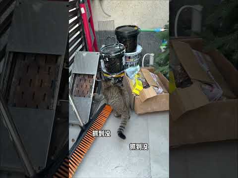 【#布丁仔和泡芙妹的一天】狸花:拿人罐罐,替人消鼠! #狸花猫 #狸花猫真的不好惹 #动物成精
