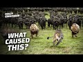 Is This The Biggest Animal Stampede