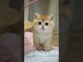 Sweet British Shorthair golden chinchilla kitten.🍭