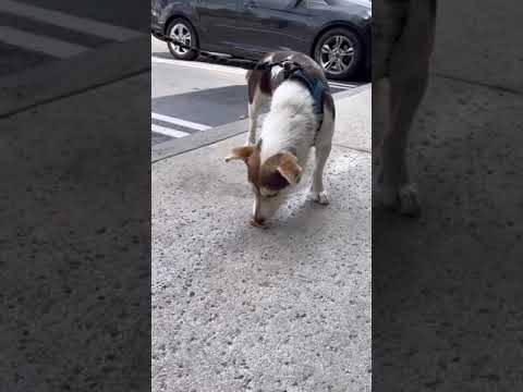 Becky, an adopted Beagle & Corgi Mix in San Diego, CA_image-1