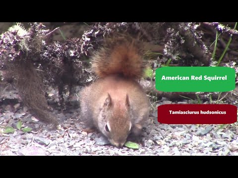 Veverička červená americká (Tamiasciurus hudsonicus)