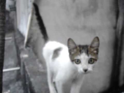 The Cat: Mother and Daugther in My Roof Top!