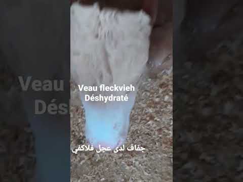 , title : 'جفاف العجول الصغيرة بسبب الإسهال الفيروسي           déshydratation des veaux'