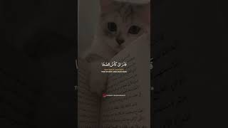 Download lagu Ya Asyiqol Musthofa || Sholawat Merdu || Literasi Pendek || Story WA #shorts #fyp #viral #instagram mp3