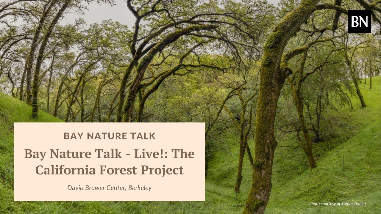 Bay Nature Talk - Live!: The California Forest Project