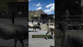 Trânsito de vacas no alto do passo | Tour Grandes Alpes 🏍️ #shorts