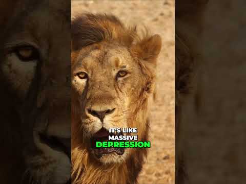 Captivated by Nature: The Enigmatic Beauty of Tigers/Cats #shorts #lion