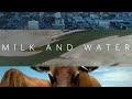 Milk and Water I 2019