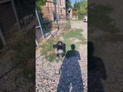 Video di PIERA