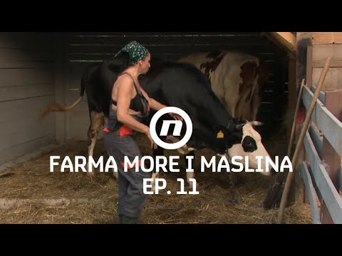 Krave su van kontrole - Epizoda 11 | Farma More i Maslina