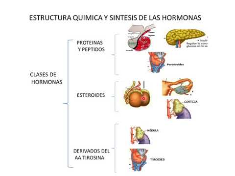 Introducción sistema endocrino