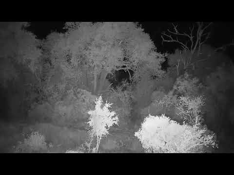 Djuma: Sights and sounds includingd wind and rain starting - 19:09 - 03/25/2022