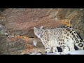 Rare Footage Of Snow Leopard Roaring And Marking