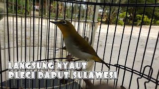 Download lagu Suara pancingan | pleci daput sulawesi tenggara mp3