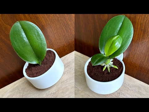 Einfach Kaffee! Orchideenblätter wurzeln sofort und blühen das ganze Jahr über.