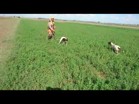 CHASSE A LA CAILLE SAISON 2018-2019