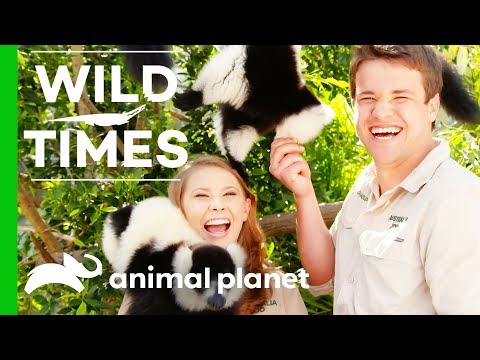 Bindi and Chandler Meet Three Curious Lemur Brothers! | Wild Times