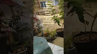 Download lagu jangn bosen y besti sapa aku jika lewat di beranda mu🙏🥰 #yutubeshorts #reels #salahapa #dangdut mp3