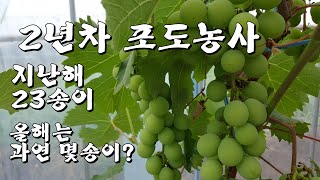 2년차 포도농사 4그루 지난해 23송이 올해는 과연 몇송이가 달렸을까요?