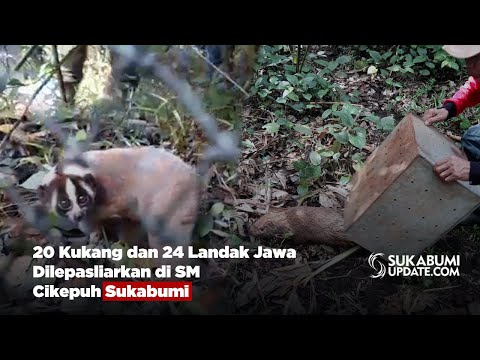 20 Kukang dan 24 Landak Jawa Dilepasliarkan di SM Cikepuh Sukabumi