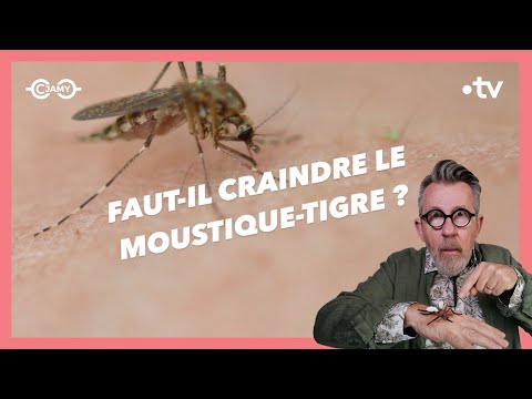 🦟🐯 Alerte au moustique-tigre !