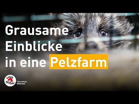 Grausame Einblicke in eine Pelzfarm | VIER PFOTEN