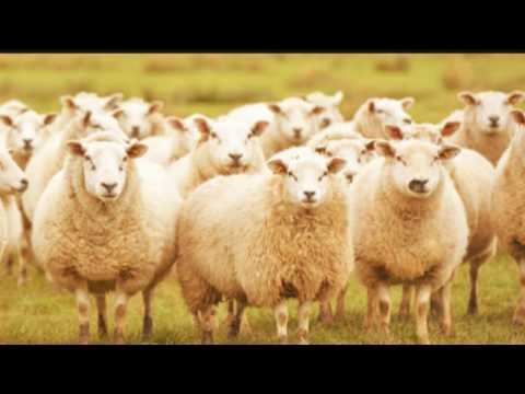 Tradishon- Robby Geerman