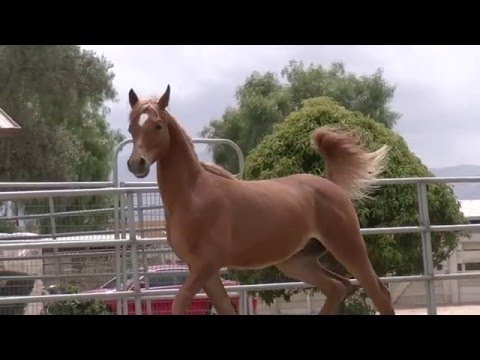 Zafiraah Barzaan - May 2016