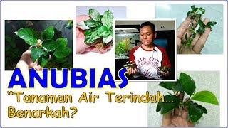 Tanaman Indah Aquascape : Anubias!