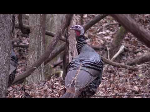 Wild Turkeys foraging close up in forest- Canon VIXIA HF G40