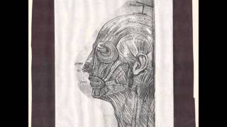 guided by voices - cruise